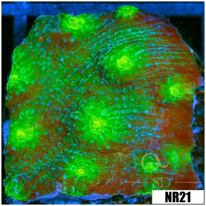 Echinopora lamellosa