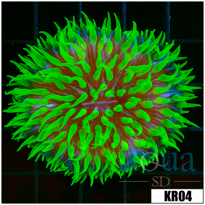Fungia repanda