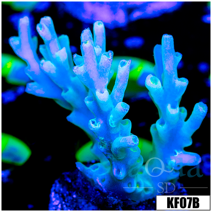 Acropora selago