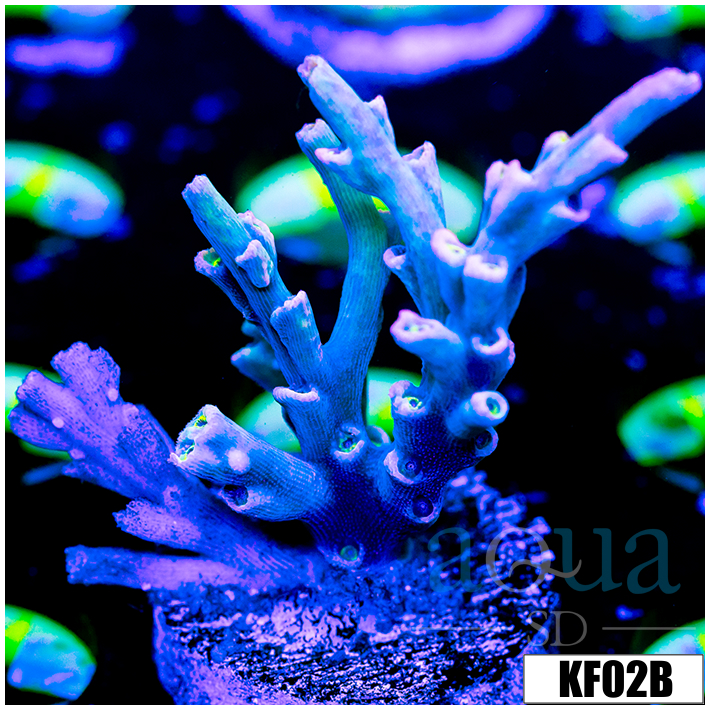 Acropora selago