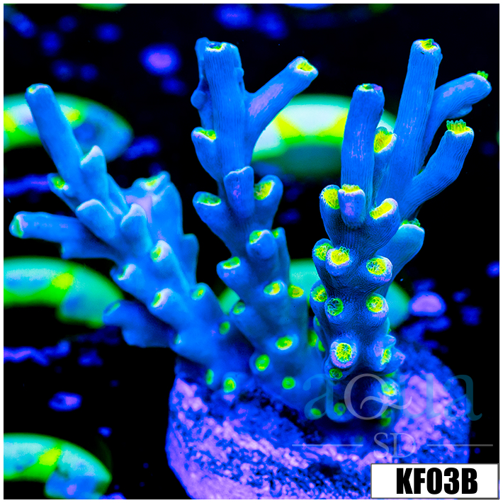 Acropora selago