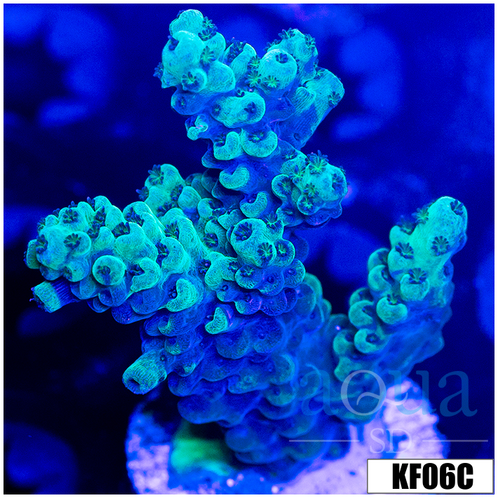 Acropora tenuis