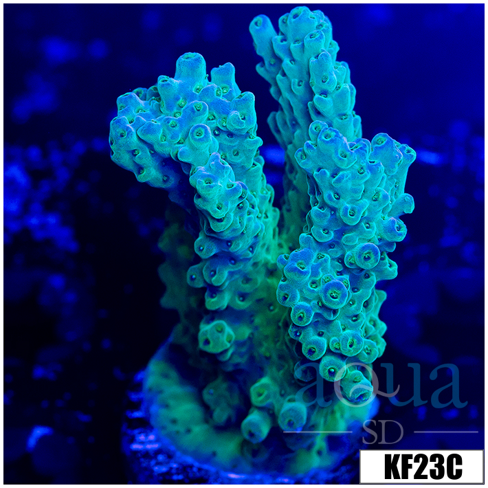 Acropora tenuis