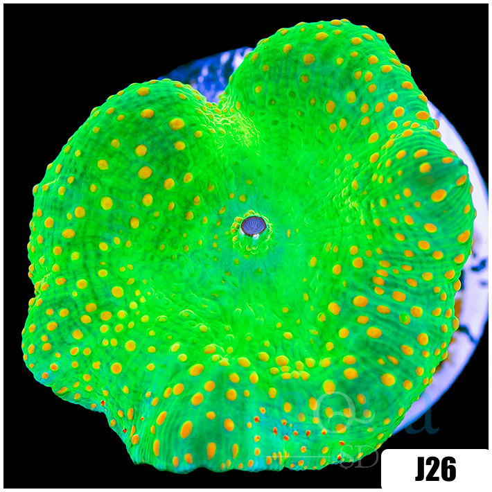 Discosoma sanctithomae