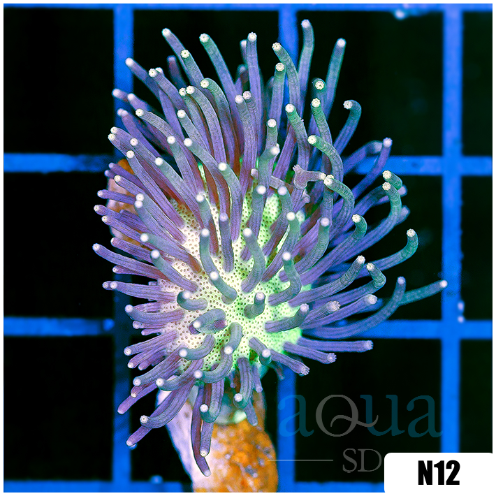 Radianthus doreensis