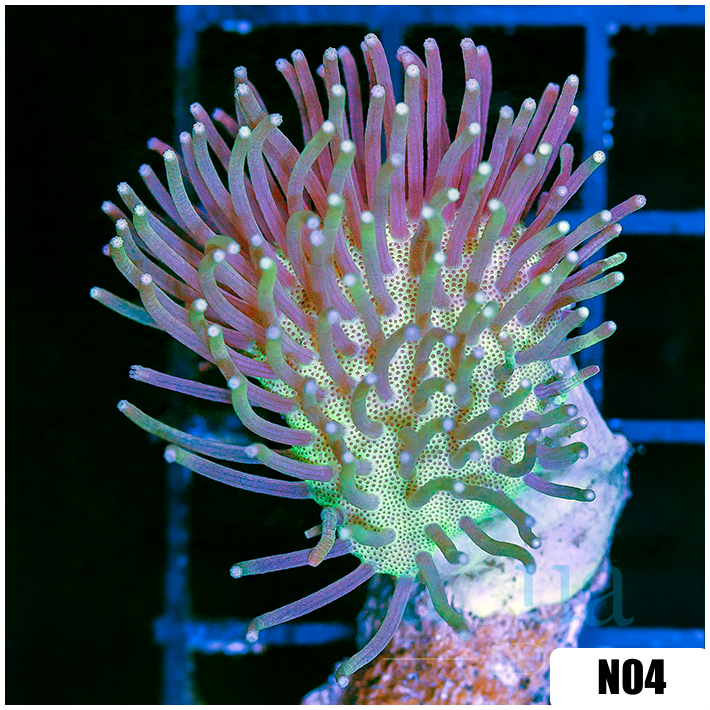 Radianthus doreensis