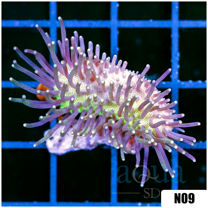 Radianthus doreensis