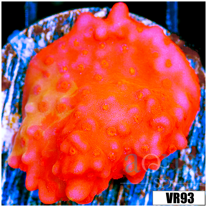 Montipora Setosa