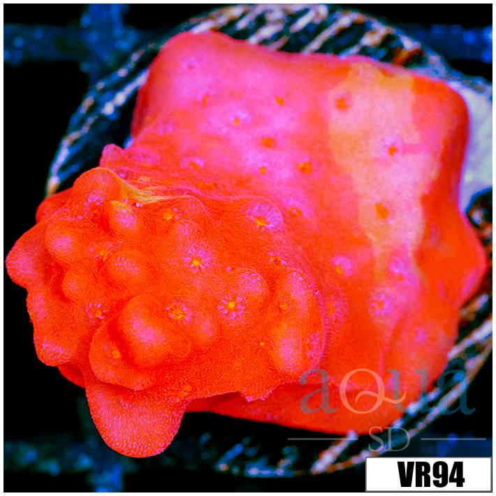 Montipora Setosa