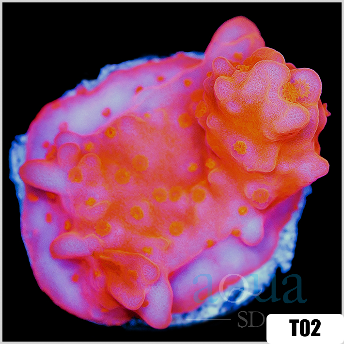 Montipora Setosa