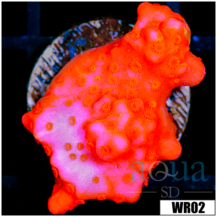 Montipora Setosa
