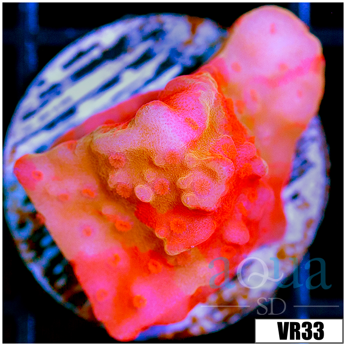 Montipora Setosa