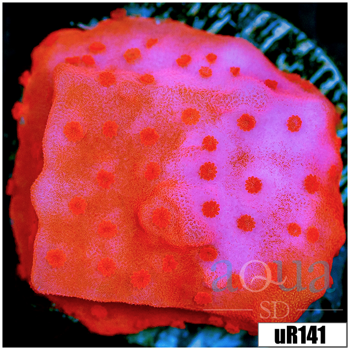 Montipora Setosa