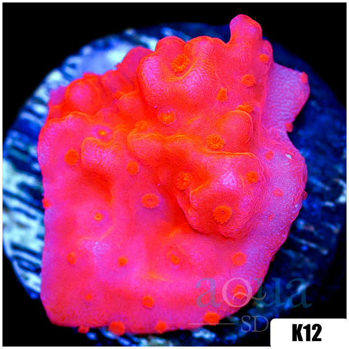 Montipora setosa