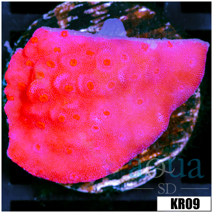 Montipora setosa