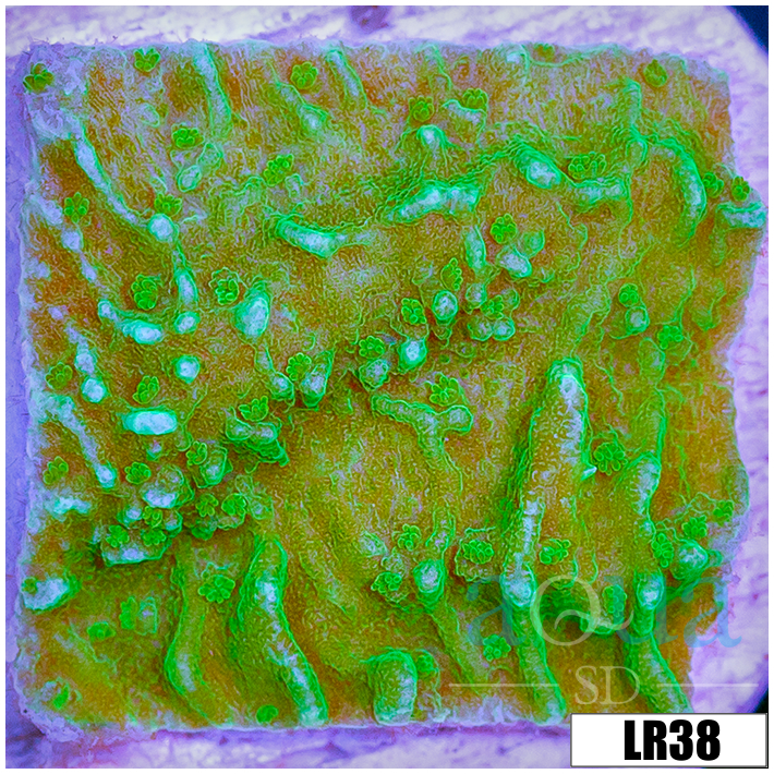 Montipora capricornis