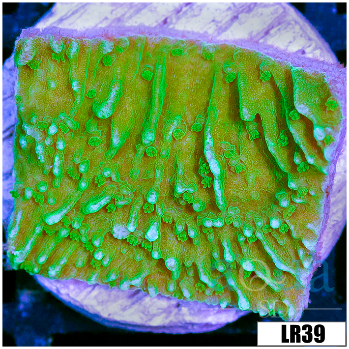 Montipora capricornis