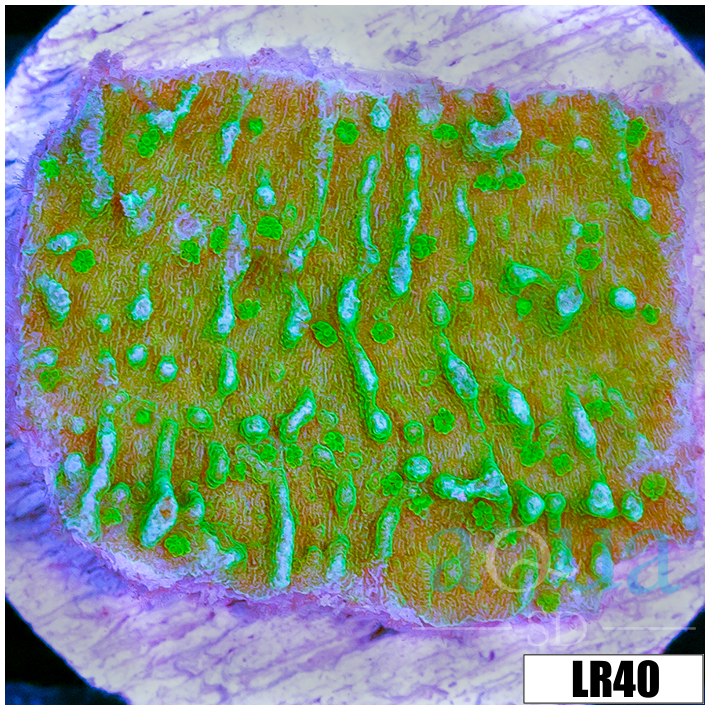 Montipora capricornis