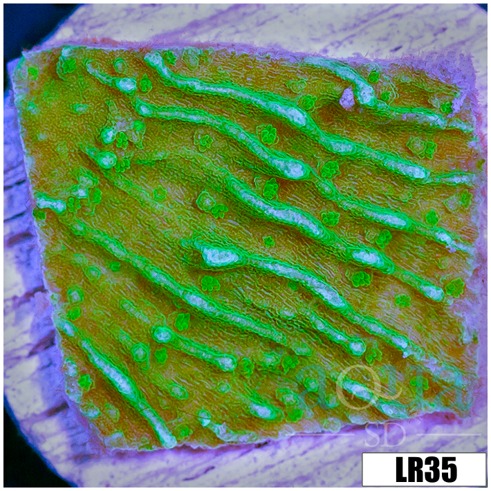 Montipora capricornis