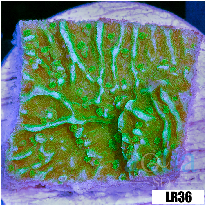 Montipora capricornis