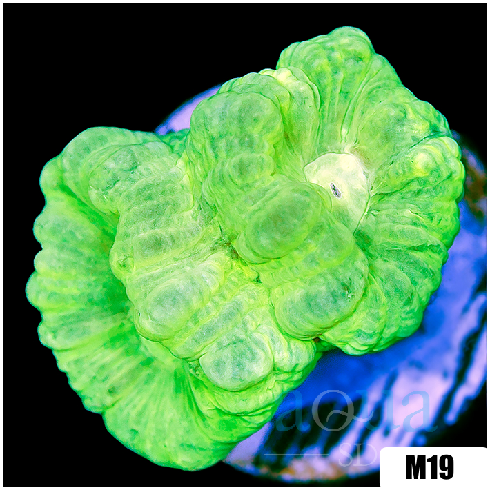 Caulastraea furcata
