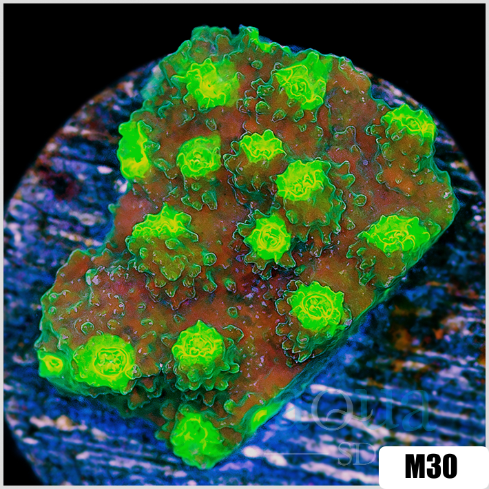 Cyphastrea meteor