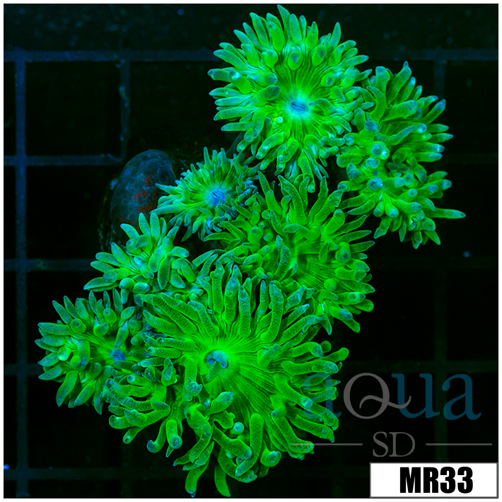 Duncanopsammia axifuga