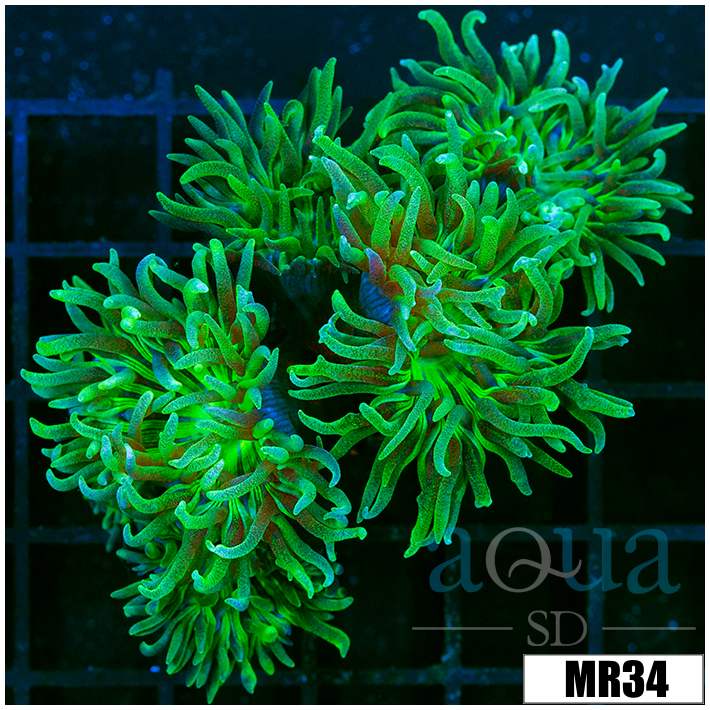 Duncanopsammia axifuga