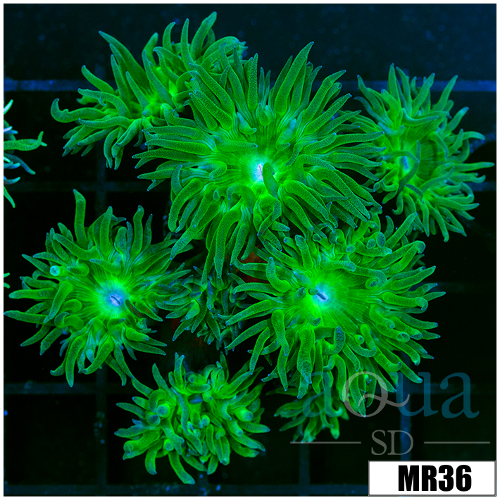 Duncanopsammia axifuga