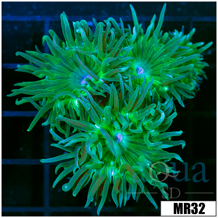 Duncanopsammia axifuga