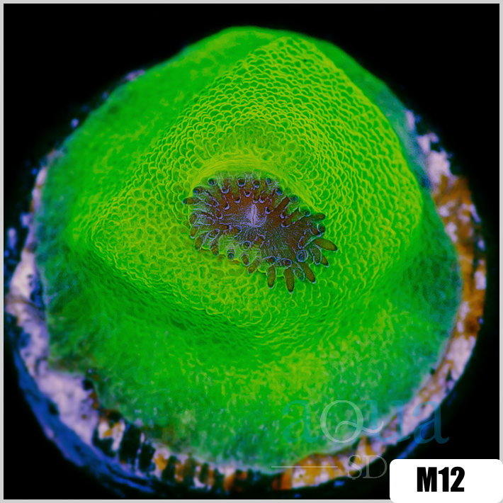 Turbinaria