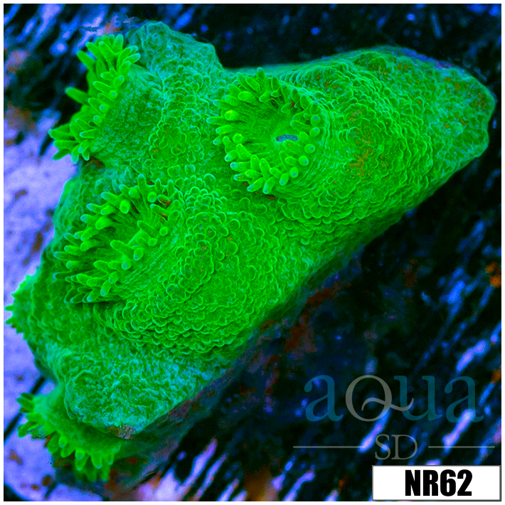 Turbinaria