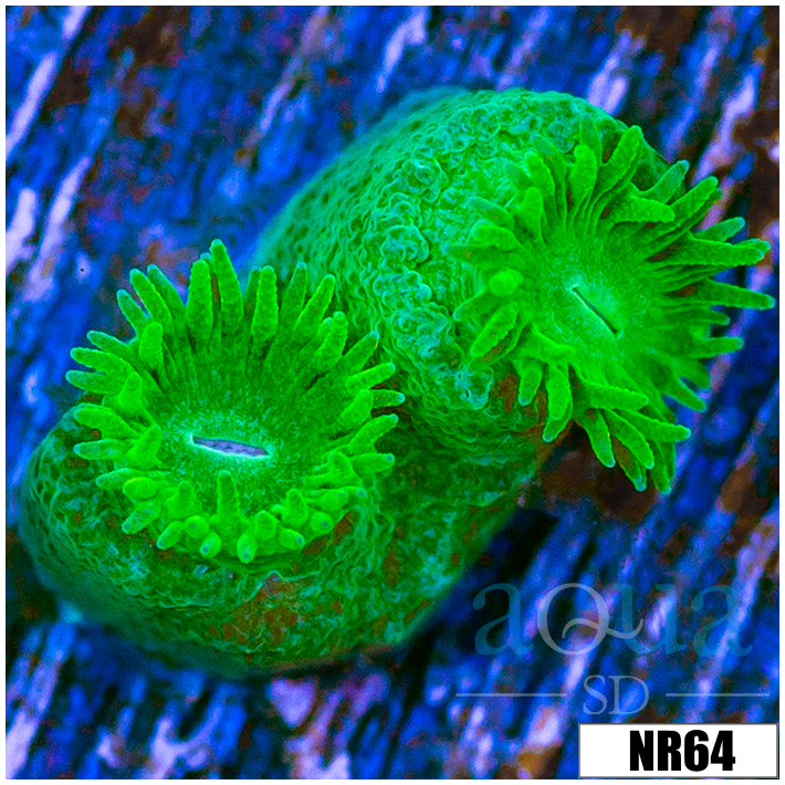Turbinaria