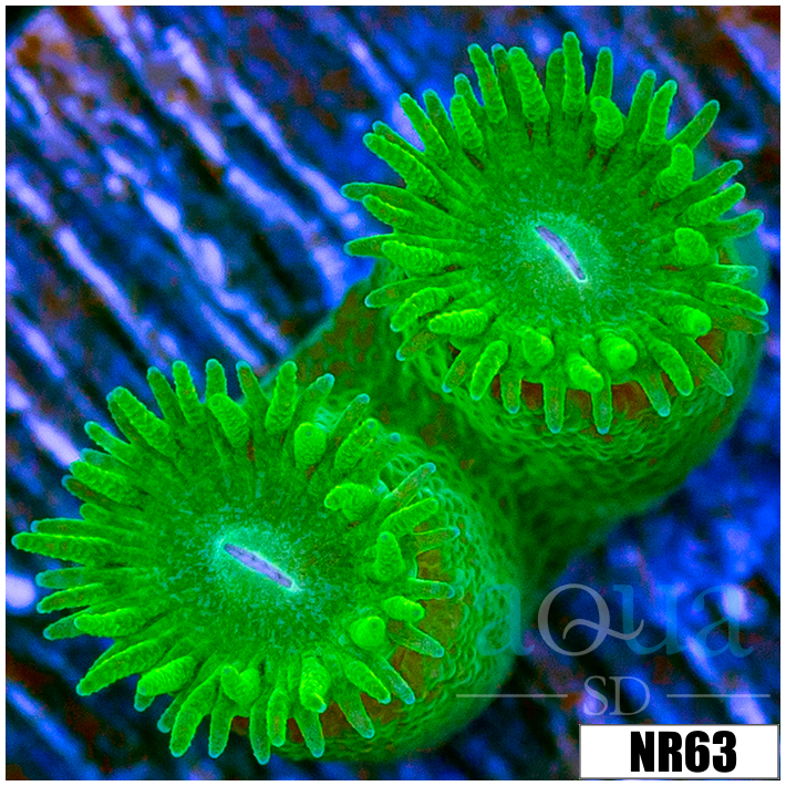 Turbinaria