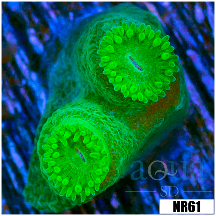 Turbinaria