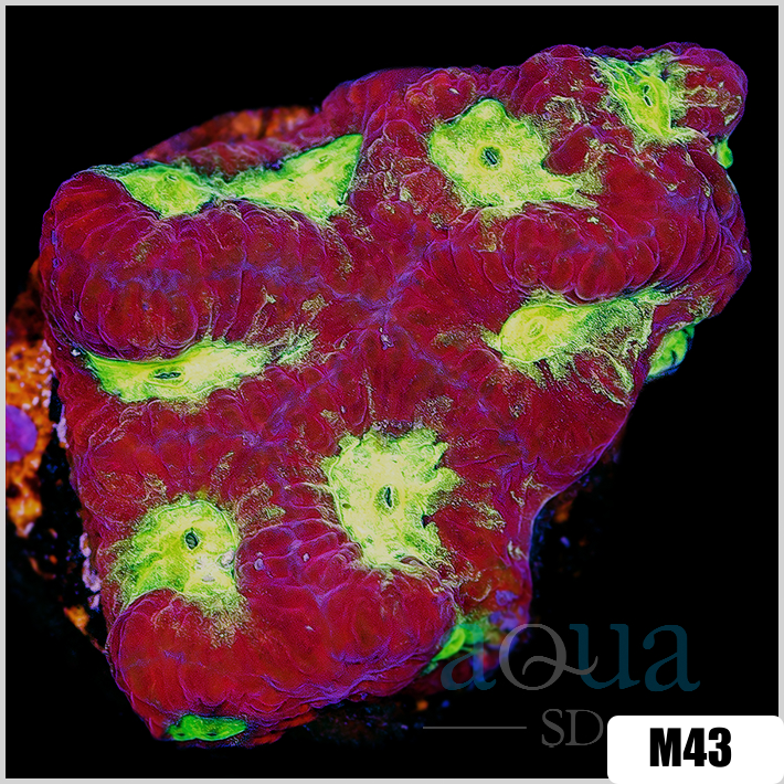 Favites pentagona