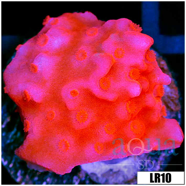 Montipora setosa