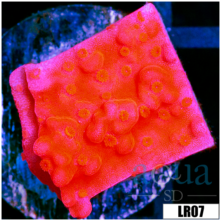Montipora setosa