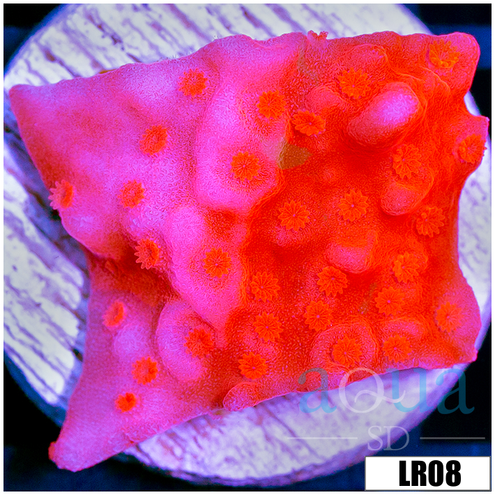Montipora setosa