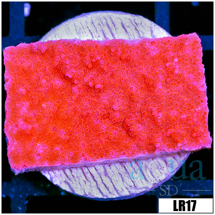 Montipora capricornis