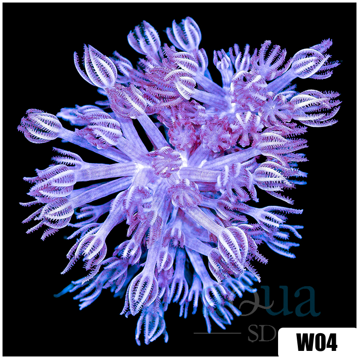 Xenia umbellata