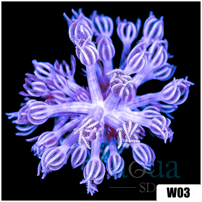 Xenia umbellata
