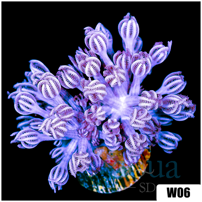 Xenia umbellata