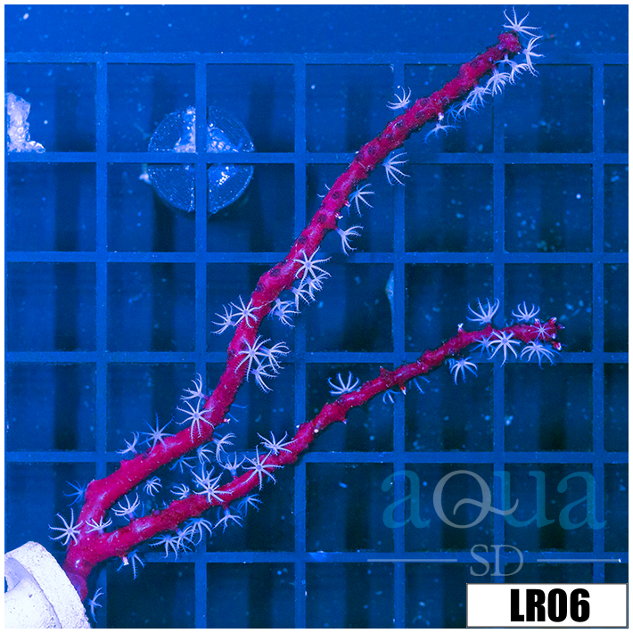 Gorgonia ventalina