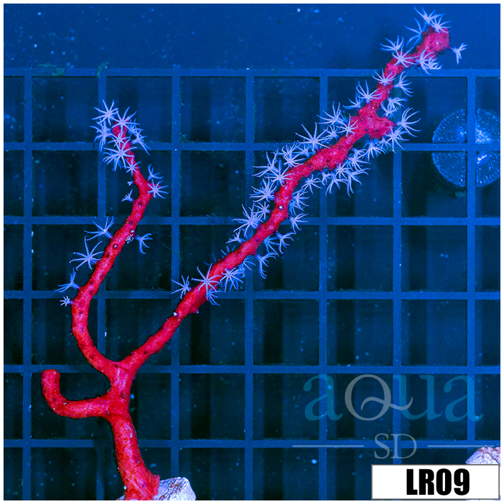Gorgonia ventalina