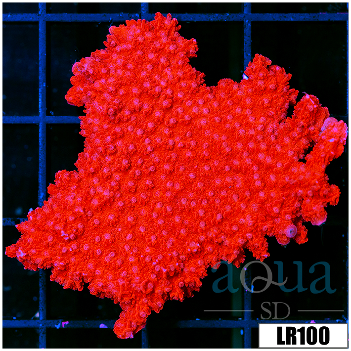 Montipora foliosa