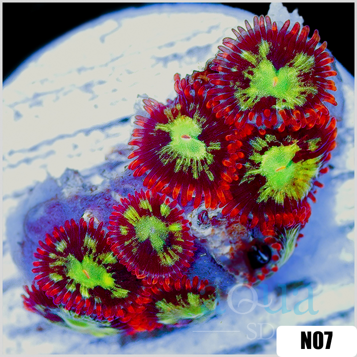 Zoanthus sociatus