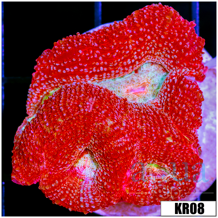 Homophyllia bowerbanki
