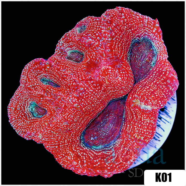 Homophyllia bowerbanki