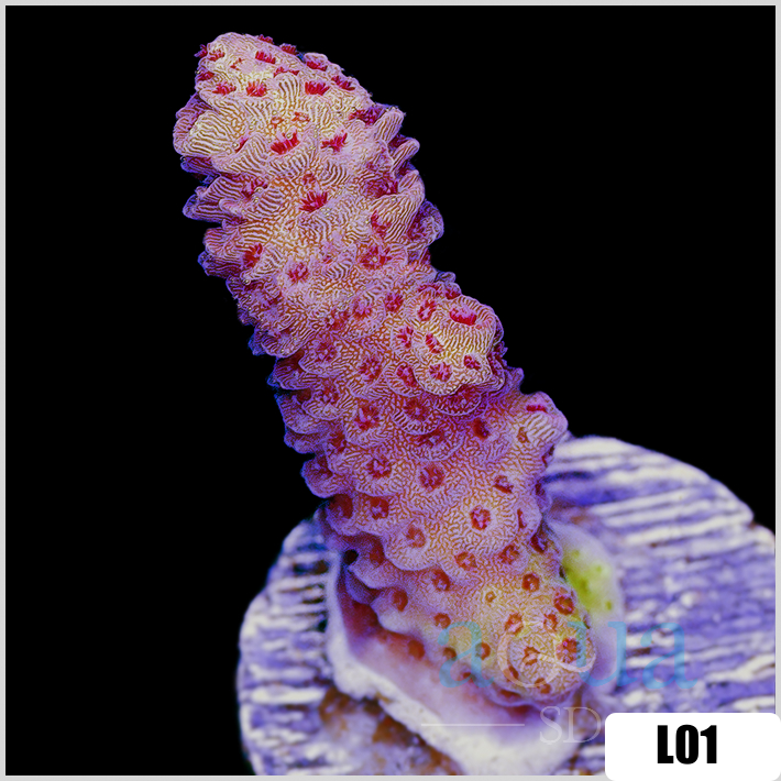 Acropora cervicornis